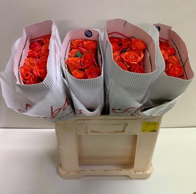Rosa gr orange wave SB.jpg